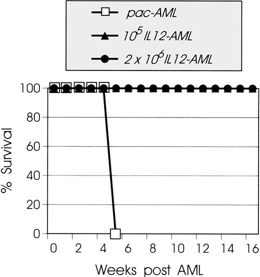 Fig. 2. IL-12 expression reduces significantly the tumorigenicity of AML cells. SJL mice (8 to 10 mice/group) were injected IV with increasing numbers of live IL12-AML cells or control pac-AML cells. Mice injected with 105 (▴) or 2 × 106 (•) IL12-AML cells do not develop leukemia. Control mice injected with 105 pac-AML cells (□) develop lethal leukemia. This graph is representative of 3 independent experiments.