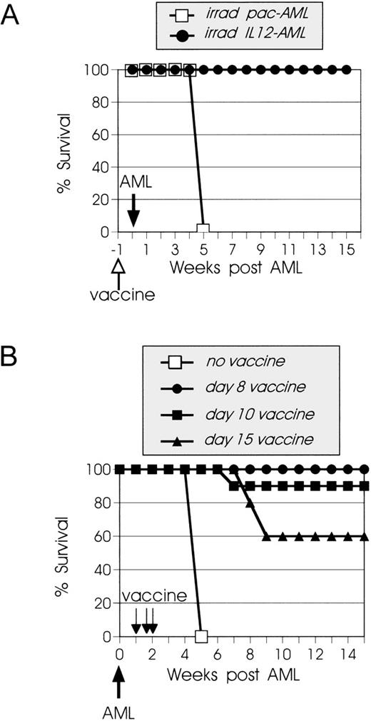 Fig. 3. Vaccines with irradiated 12-AML cells induce systemic prophylactic and therapeutic immunity. (A) SJL mice (10 mice/ group) were vaccinated IV with irradiated 105 IL12-AML or control pac-AML cells and inoculated 1 week later with live 105 wt AML cells. Mice vaccinated with IL12-AML (•) cells develop antileukemia prophylactic immunity and are resistant to AML challenge, whereas control vaccinated mice (□) develop lethal leukemia. (B) Groups of SJL mice were injected IV with live 105 AML cells. On day 8 (•), 10 (▪), or 15 (▴) after AML inoculation, they were vaccinated IV with irradiated 105 IL12-AML cells. Control leukemic mice (□) did not receive vaccines. The day-8 vaccine experiment was performed twice with identical results.