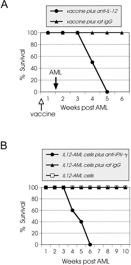 Fig. 5. Effects of the in vivo depletion of IL-12 or IFN-γ on leukemia growth. (A) SJL mice (10 mice/group) were injected IP on days −1, 0, 2, 4, and 6 with 200 μg of either anti–IL-12 MoAb or rat IgG as an isotype control. On day 0 the mice were immunized IV with irradiated 105 IL12-AML cells, and on day 7, they were challenged with live wt 105 AML cells. In vivo depletion of IL-12 during the immunization with irradiated IL12-AML cells leads to abrogation of protective immunity, and all of the mice developed lethal leukemia. Control mice were resistant to AML challenge. (B) SJL mice were injected IV with live 105IL12-AML cells on day 0 and then injected IP on days 0, 1, 2, and 7 with purified preparations (320 μg/injection) of hybridoma XGM1.2 (•). Control mice were injected with IL12-AML cells and received either no therapy (□) or the same amount of IgG1 as an isotype control (▴). Mice depleted of IFN-γ develop lethal leukemia, and both groups of control mice reject the live IL12-AML cells.