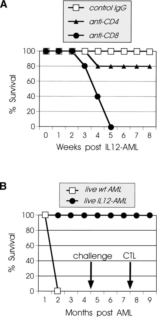 Fig. 7. Rejection of live IL12-AML cells is CD8+T-cell dependent and generates long-lasting leukemia-specific immunity. (A) Groups of SJL mice were injected IP on 3 consecutive days with 150 μg of purified MoAb of either 53.672 hybridoma (▴) or GK1.5 hybridoma (•). One day after the last injection, 1 mouse from each group was killed and the depletion was verified in spleen cells by flow cytometry. The remaining mice were injected IV with 105live IL12-AML cells, and the antibody injections continued twice weekly for 3 weeks. Control mice were treated with isotype control rat IgG (□). All mice depleted of CD8+ T cells developed lethal leukemia, whereas only 20% of CD4+ T-cell–depleted mice developed leukemia and 80% rejected the IL12-AML cells. All of the control mice rejected the IL12-AML cells. (B) Groups of mice were injected IV with 105 live IL12-AML (•) or control (□) cells. All IL12-AML–injected mice rejected the leukemic cells, whereas all control mice developed lethal leukemia. Mice that rejected IL12-AML cells were challenged 4 months later with 105 live wt AML cells. All of the challenged mice were immune against AML cells and did not develop leukemia. Three months after the challenge, 3 mice were killed and their splenocytes were used for CTL assays. (C) Splenocytes from vaccinated mice were stimulated in vitro with irradiated AML cells as described in Materials and Methods. Six days later, cells were harvested and used as effector cells in the indicated E:T ratios. Target cells (autologous H-2s AML or control H-2b EL-4 cells) were incubated with 51Cr for 90 minutes. The standard 4-hour CTL assays were set up in a total volume of 0.2 mL/well in 96-well microtiter plates. All conditions were set up in quadruplicate. As the control in the experiment, normal SJL splenocytes were tested for CTL activity on AML (naive/AML) and EL-4 cells (naive/EL-4). Splenocytes from vaccinated mice lysed autologous AML (vac/AML) but not EL-4 cells (vac/EL-4).