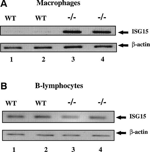 Fig. 1. ISG15 mRNA expression levels in macrophages and B lymphocytes. Semiquantitative RT-PCR analysis showing the mRNA expression levels of the ISG15 gene in primary macrophages (A) and B lymphocytes (B) from wild-type and ICSBP-deficient mice. The PCR protocols were standardized for both ISG15 and the internal control β-actin to ensure that PCR amplification was in the linear phase.