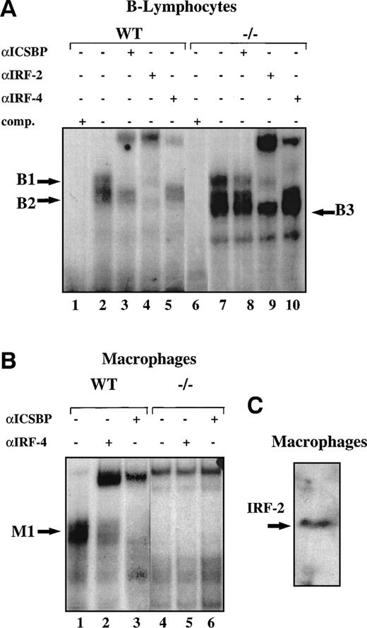 Fig. 2. ICSBP and IRF-4/Pip form a complex on the ISG15 ISRE. (A) ICSBP, IRF-2, and IRF-4/Pip form a complex on the ISG15 ISRE in B lymphocytes. Mobility shift assay with the ISG15 ISRE probe and B-lymphocyte nuclear extracts from wild-type (lanes 1 to 5) and ICSBP-deficient mice (lanes 6 to 10). Lanes 1 and 6, competition with unlabelled ISG15 ISRE oligonucleotide; lanes 3 and 8, anti-ICSBP antibody; lanes 4 and 9, anti-IRF–2 antibody; lanes 5 and 10, anti-IRF–4/Pip antibody. The position of the bands, B1, 2, and 3, formed on the ISG15 ISRE are indicated with arrows. (B) IRF-4/Pip is present in macrophages and forms a complex with ICSBP. Mobility shift assay showing complex formation of the ISG15 ISRE and proteins from primary macrophage nuclear extracts from wild-type (lanes 1 to 3) or ICSBP-deficient mice (lanes 4 to 6). Lanes 3 and 6, anti-ICSBP antibody; lanes 2 and 5, anti-IRF–4/Pip antibody. The arrow shows the specific complex binding to the ISG15 ISRE. The slowly migrating bands seen in the ICSBP−/− extracts are nonspecific bands. (C) Western blot indicating the presence of IRF-2 in mouse macrophages.