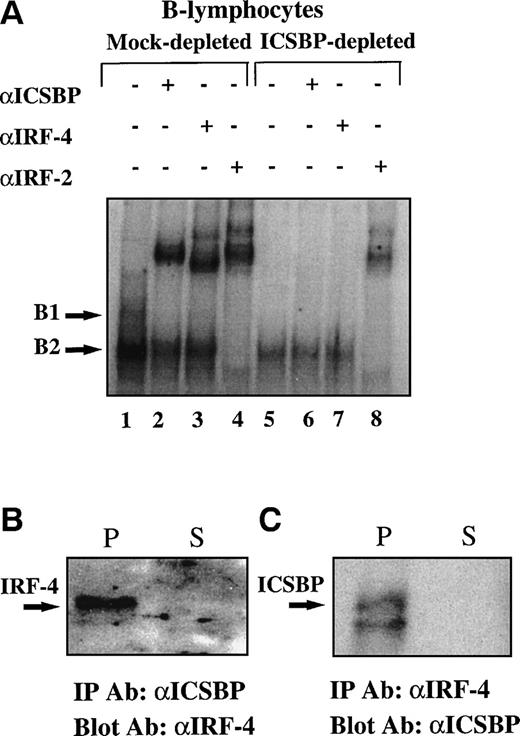 Fig. 4. ICSBP and IRF-4/Pip form a complex in B cells and macrophages. (A) IRF-4/Pip is precipitated out of mouse B-lymphocyte extracts with an antibody against ICSBP. (A) Shows a mobility shift assay incubating the ISG15 ISRE oligonucleotide with wild-type mouse B-lymphocyte extracts, either mock-depleted (lanes 1 to 4) or depleted for the ICSBP protein (lanes 5 to 8). In lanes 2 and 6, the extracts are incubated with antibody against ICSBP, lanes 3 and 7 are with anti-IRF-4/Pip, and lanes 4 and 8 are with anti-IRF–2. (B and C) Evidence for ICSBP and IRF-4/Pip complex by coimmunoprecipitation in B-cell line, A20.2j (B) and in primary macrophages (C). The IRF-4/Pip protein was precipitated with an antibody against ICSBP and vice versa as described in Materials and Methods. Fluorographs of the immunoprecipitated fractions (P) and the supernatants (S) are shown.