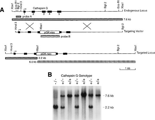 Fig. 1. The cathepsin G (CG) locus and targeting strategy. (A) The structures of the murine cathepsin G gene and the targeting vector used to create homologous recombinants are shown. The PGK-neo cassette was inserted in the antisense orientation with respect to the cathepsin G gene. The structure of the targeted locus and the sizes of fragments detected by probe A (which is completely external to the targeting construct) and probe B (the PGK-neo cassette) are shown. (B) Southern blot analysis of tail DNA from the progeny of a cross between cathepsin G+/− animals. Genomic DNA was cleaved with Xba I and the blot was hybridized with probe A. The positions of the wild-type (7.6 kb) allele and the targeted (2.2 kb) allele are shown.