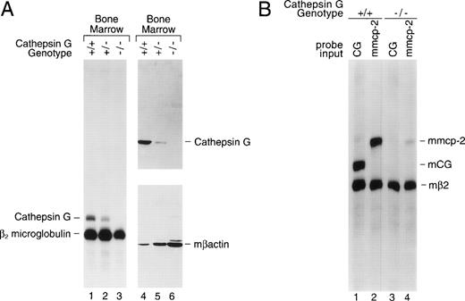 Fig. 2. The cathepsin G mutation eliminates cathepsin G mRNA and protein expression in the bone marrow of cathepsin G−/− mice. (A) Lanes 1 through 3 show an S1 nuclease protection analysis of cathepsin G and β2 microglobulin mRNAs in bone marrow samples derived from +/+, +/−, and −/− mice. In lanes 4 through 6, a Western blot was performed with a rabbit antimurine cathepsin G antibody prepared against a peptide from a unique region of the cathepsin G protein (see Materials and Methods). After hybridization and chemiluminescence, the blot was stripped and reprobed for the presence of β-actin to control for protein loading. (B) Analysis of mMCP-2 mRNA in cultured mast cells derived from the bone marrow of cathepsin G+/+ and −/− mice. An S1 nuclease protection assay was performed with probes for mouse β2 microglobulin and either mouse cathepsin G or mMCP-2, as indicated. The positions of probe fragments protected from S1 nuclease digestion by correctly spliced mcathepsin G and mMCP-2 are shown. Mast cell mRNA from cathepsin G+/+ animals contains easily detectable mcathepsin G mRNA. RNA derived from cathepsin G−/− mast cells shows no cathepsin G mRNA, as expected, and a 10-fold reduction in mMCP-2 mRNA levels.