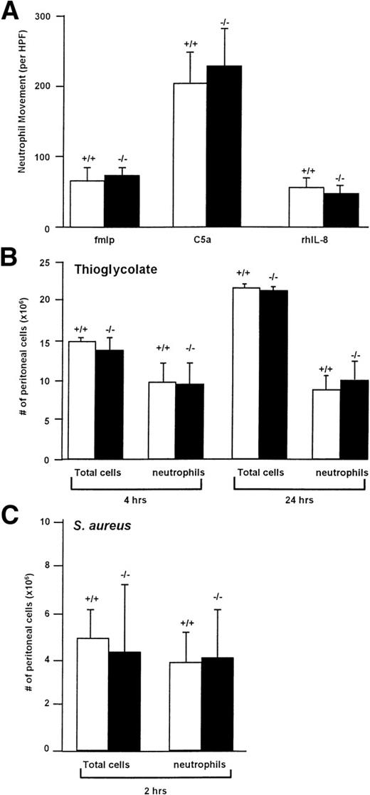 Fig. 5. Cathepsin G−/− neutrophils have normal chemotaxis towards a variety of stimuli in vitro and in vivo. (A) Cathepsin G−/− neutrophils have normal chemotaxis in vitro. Bone marrow-derived neutrophils from wild-type (+/+) and cathepsin G-deficient mice (−/−) were added to the top of a modified micro-Boyden chamber with the chemoattractant on the bottom well. Maximally effective concentrations of fMLP (10−4 mol/L), C5a (7% zymosan activated serum), and rhIL-8 (250 ng/mL) were used. Net neutrophil movement per high power field (HPF) is defined as total neutrophils minus neutrophils migrating towards the media control (between 11 and 15 for different experiments). The data represent the mean from 4 individual mice per group each performed in triplicate. Bars represent standard deviations. (B) Quantitation of the total cells and neutrophils in peritoneal lavage fluid from thioglycolate-treated mice. Mice were injected with 2 mL of thioglycolate IP, and, at the indicated times, peritoneal cells were harvested by lavage and quantified. Cathepsin G +/+ and −/− mice demonstrate nearly identical numbers of total cells and neutrophils in the peritoneal harvests. This experiment was repeated 3 times with similar results. (C) Inflammation induced by IP injection of S aureus is not altered in cathepsin G−/− mice. S aureus (108CFU) was injected into the peritoneal cavities of 3 cathepsin G+/+ or −/− mice, and peritoneal lavage was performed 2 hours later. There is no significant difference between the total cells or the number of neutrophils harvested from cathepsin G+/+ or −/− mice. This experiment was repeated twice with similar results.