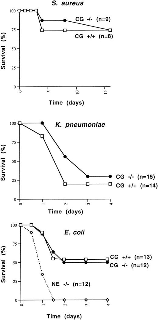 Fig. 6. Survival of mice challenged with IP injections of S aureus, E coli, and K pneumoniae. (A) Cathepsin G+/+ or −/− mice in the 129/SvJ strain were challenged with 108 CFU of S aureus. There is no significant difference between the survival of +/+ and −/− animals. (B)K pneumoniae (1 × 106 CFU) was injected IP into cathepsin G+/+ or −/− animals in the 129/SvJ strain, and survival was plotted. No difference in survival was noted for the 2 groups. (C) Survival of wild-type, cathepsin G−/−, and NE−/− mice in response to IP challenge with E coli. E coli (3 × 104 CFU) was injected IP into groups of 12 cathepsin G−/−, NE−/−, and wild-type (+/+) littermates and survival was assessed over time. The survival of cathepsin G−/− mice is not different from that of wild-type, but the survival NE−/− mice is significantly less than that of the other groups (P ≤ .01).