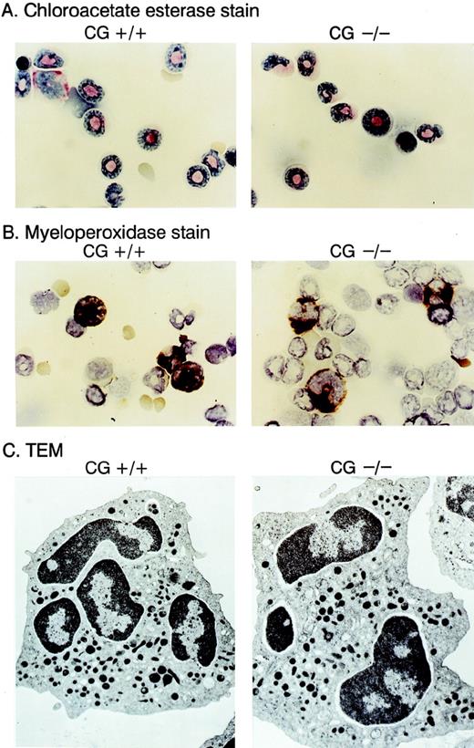 Fig. 4. Morphology of neutrophils derived from cathepsin G-deficient animals. Bone marrow cells were stained with choracetate esterase (A) or myeloperoxidase stains (B) using conditions recommended by the manufacturer (Sigma). The reddish-pink stain in (A) represents chloracetate esterase activity, and the dark brown stain in (B) represents myeloperoxidase activity. Transmission electron microscopic (TEM) images of bone marrow derived neutrophils are shown in (C). Note that cathepsin G−/− neutrophils have equal numbers of electron-dense granules and normal morphology.