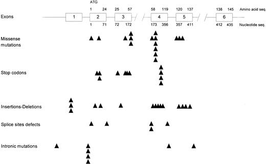 Fig. 4. Location of point mutations in RPS19 gene. The position of single nucleotide substitutions or small deletions or insertions in RPS19 gene found in DBA patients is indicated along the structure of the gene. Nucleotide and amino acid numbers are shown at start of exons and at the end of exons. Nucleotide numbers start from the ATG of the gene. Data include results from the present study, as well as mutations described in an earlier report.25 Larger deletions or translocations are not shown in this figure.
