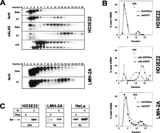 Fig. 1. Iron-dependent translational control of ferH and eALAS mRNA in LMH-2A hepatoma cells and AEV-transformed ebls (HD3E22). Cells were incubated with the iron chelator desferrioxamine (DES; 50 μmol/L) or iron-loaded transferrin (TF; 1 mg/mL iron-saturated chicken ovotransferrin) for 24 hours before harvesting. (A) Cytoplasmic extracts were separated in linear 15% to 40% sucrose gradients47 and the RNA was isolated from 18 fractions analyzed by Northern blotting. Fraction 1 corresponds to the top and fraction 18 to the bottom of the gradient. The filters were hybridized with 32P-labeled probes specific for chicken ferH and, in case of HD3E22 ebls, subsequently with a chicken eALAS cDNA.49 The lowest panel displays the profile obtained by staining of the RNA with methylene blue (mb). The emergence of a constant molar ratio between 28S and 18S RNA (upper and lower band, respectively) around fraction 9 indicates the assembly of 80S initiation complexes and marks the boundary between the ribosome-free and polyribosome-bound compartment. Signals between gradients from the same cell type are directly comparable, because (1) the same aliquot of RNA from each fraction was blotted, (2) both filters were hybridized with the very same probe, and (3) exposed for the same time. Thus, the sum of signals over all the fractions corresponds to total cytoplasmic mRNA levels. (B) Quantitative analysis of hybridization signals from Northern blotting by laser densitometry. (Open symbols) Cells depleted of iron by Des; (solid symbols) cells under high Tf. To facilitate comparison between different experiments, the RNA content of each fraction was expressed as a percentage of the total amount of RNA contained in the gradient. (C) Ferritin protein expression in HD3E22, LMH-2A, and HeLa cells was determined by Western blotting as described in Materials and Methods. Numbers below each pair of lanes represent the factors of iron-dependent upregulation of ferritin expression (fold induction).