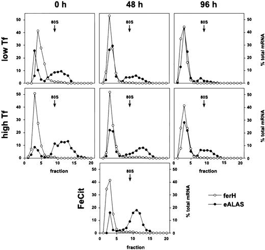 Fig. 2. Iron-independent reduction of ferH mRNA translation in proliferating and differentiating primary ebls. The SCF-dependent erythroid progenitors were grown from chicken bone marrow as described.25 Maturation was induced by removal of self-renewal factors (SCF and IGF-1) and addition of avian Epo (high-titer anemic serum) and insulin to the medium (see Materials and Methods). Self-renewing SCF-ebls and cells induced to differentiate for 48 or 96 hours were treated with low (0.03 mg/mL) or high levels of iron-saturated Tf (1 mg/mL) or high ferric ammonium citrate concentrations (FeCit; 50 μg/mL, lowest panel at 48 hours) for 24 hours. Sucrose gradient analysis and densitometrical quantitation were performed as described in the legend to Fig 1. (○) ferH mRNA; (•) eALAS mRNA.