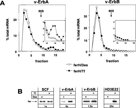 Fig. 3. Retroviral expression of v-ErbA or v-ErbB in primary ebls and the consequences for ferritin biosynthesis. Bone marrow-derived, primary ebls expressing either the v-ErbA or the v-ErbB oncoprotein (see Materials and Methods) were kept for 24 hours under self-renewing conditions in the presence of 50 μmol/L Des to achieve iron depletion or were incubated with 1 mg/mL Tf to induce full iron saturation. (A) Distribution of ferH mRNA as determined by sucrose gradient analysis (for details, see legend to Fig 1). (Insets) The ribosome-bound mRNA compartment (fractions 9-18) is shown with an extended ordinate to highlight the difference between v-ErbA and v-ErbB expressing cells. (Open symbols) Des; (solid symbols) Tf. (B) Ferritin protein levels as detected by Western blotting in self-renewing primary ebls (SCF), v-ErbA– or v-ErbB–expressing ebls (v-ErbA, v-ErbB), and AEV-transformed red blood cells (HD3E22) under iron scarcity (Des) or high iron abundance (Tf). In case of SCF-progenitors, low Tf (0.03 mg/mL) instead of Des was used to induce IRP-activity. Numbers below each pair of lanes represent the factors of iron-dependent upregulation of ferritin expression (fold induction).