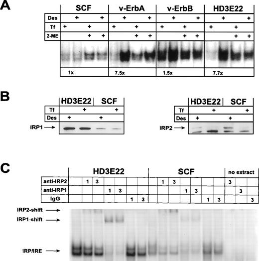 Fig. 4. Iron-dependent modulation of IRP-binding activity to the ferH-IRE in primary versus transformed ebls. (A) IRP-IRE-binding activity was determined in vitro by a gel retardation assay as outlined in Materials and Methods. Aliquots of the cell extracts from self-renewing ebls used for immunoblotting (see Fig 3) were incubated with an excess of radiolabeled ferH-IRE transcripts and the resulting RNA-protein complexes were separated in nondenaturing polyacrylamide gels. Where indicated, maximal IRP1-IRE binding activity was estimated by treatment of the extracts with 2-mercaptoethanol (2-ME) in vitro. The amount of radioactivity in the IRP-IRE complexes was quantified by phosphoimaging. Numbers below the pair of corresponding lanes represent the fold induction of IRP activity. (B) Levels of IRP1 (left panel) and IRP2 (right panel) in transformed versus primary ebls cultivated under different iron supply, as detected by immunoblotting. (C) IRP1 versus IRP2 binding activity to the ferH-IRE in extracts of transformed and primary ebls treated for 24 hours with Des. Gel retardation assays in combination with antibody-mediated supershifts were performed as described in detail under Materials and Methods. As a control (no extract), lysis buffer was incubated with 3 μL antibody and the radioactive ferH-IRE probe. -IRP1 and -IRP2, IRP1 and IRP2 specific antisera, respectively; IgG, nonspecific antibody.