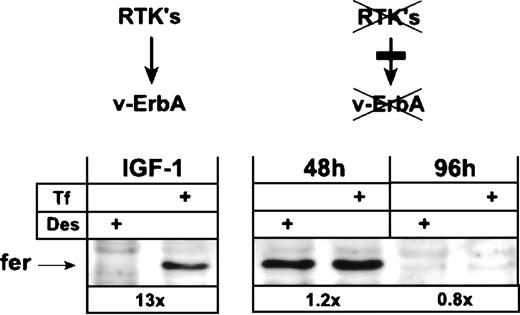 Fig. 5. Functional inactivation of the v-ErbA oncoprotein switches AEV-transformed ebls from iron-dependent to iron-independent ferritin expression. AEV-transformed ebls (HD3E22) were cultivated in Epotest medium either under proliferation conditions (IGF-1) or induced to terminal differentiation by supplementation with 2 U/mL human Epo, 1.4 nmol/L insulin, 1 μmol/L each of the steroid antagonists ICI 164384 and ZK 112993, the ErbB inhibitor PD 153035, and the c-Kit antagonist EXBW 50 for up to 96 hours (see Materials and Methods). Twenty-four hours before harvesting for Western blot analysis, ebls were switched to identical media containing either Des (50 μmol/L) or Tf (1 mg/mL). Numbers below each pair of lanes represent the fold induction of iron-dependent ferritin expression.