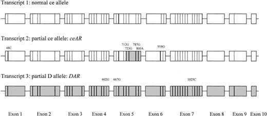 Fig. 1. Transcripts as found by sequencing cDNA. Nucleotides derived from the RHCE sequence are represented by a thin line, whereas nucleotides derived from the RHD-specific sequence are represented by a fat line. RHD-specific exons or exon parts are represented by a gray rectangle, whereas those of RHCE are given in white.