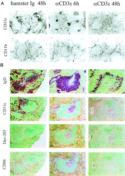 Fig. 1. Anti-CD3ɛ administration induces DC movement and maturation. (A) Immunoperoxidase staining of cryostat sections or (B) alkaline phosphatase staining of embedded serial sections of spleens from control (hamster Ig) or anti-CD3ɛ injected mice (50 μg IV), 6 and 48 hours posttreatment. Sections were stained with antibodies to CD11b, CD11c, IgD, Dec-205, and CD86 as indicated in the figure.