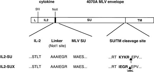 Fig. 1. Schematic representation of envelope expression constructs. The human IL-2 cDNA was fused to the 5′ end of the amphotropic MLV env gene at the first codon of the SU envelope subunit. A schematic diagram of the IL2-SU polypeptide encoded by this chimeric gene is shown. A 7-amino acid-long interdomain spacer was inserted between the cytokine and amphotropic receptor binding domain to reduce steric hindrances and optimize the display of IL-2. In the IL2-SUX chimeric envelope derived from IL2-SU, mutations were introduced in the SU/TM cleavage site to prevent cleavage of the envelope precursor and, thus, SU shedding. The amino acid sequence of the interdomain spacer between IL-2 and the SU protein as well as that of the SU/TM cleavage site are shown. L, leader-signal-peptide; IL2, IL-2; SU, surface envelope subunit; TM, transmembrane envelope subunit.