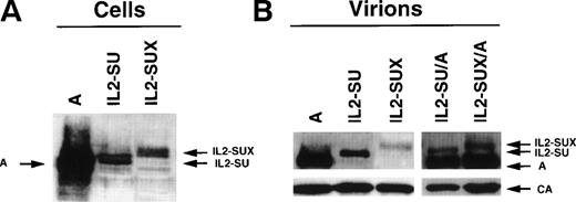 Fig. 2. Expression of IL-2 chimeric envelopes. (A) Immunoblots of lysates of TELCeB6 cells expressing wild-type amphotropic envelopes (A), IL2-SU, and IL2-SUX chimeras. (B) Immunoblots of viral pellets obtained by ultracentrifugation of supernatants of TELCeB6 cells expressing wild-type amphotropic envelopes (A), IL2-SU, and IL2-SUX or coexpressing wild-type amphotropic envelopes and either IL2-SU (IL2-SU/A) or IL2-SUX (IL2-SUX/A) chimeras. All blots were stained with an MLV-SU antiserum. The immunoblot of viral pellets was separated at the position of 46-kD marker, and the lower portion of the membrane was stained with a p30-CA antiserum. The positions of the IL-2 chimeric envelope glycoproteins and the wild-type amphotropic SU are indicated.