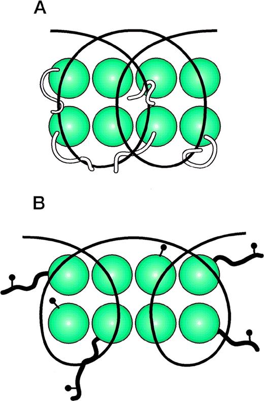 Fig. 1. Cartoon of nucleosomal structure. (A) represents the random-coiled tails of the histone octamer intertwined with DNA. (B) represents the nucleosome with histones acetylated (acetyl groups drawn as lollipop structures). The acetylated histone tails do not bind the DNA strands. This allows the DNA to assume a more open configuration that is accessible to the transcriptional machinery.