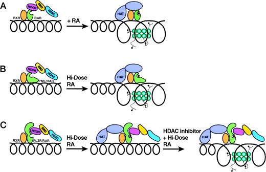 Fig. 2. Fusion proteins in acute promyelocytic leukemia. (A) indicates the unliganded interactions of the RXR/RAR heterodimer with an N-CoR/Sin3/HDAC1 complex. Upon binding retinoid acid, the RXR/RAR heterodimer releases the corepressor complex and binds a coactivator complex with histone acetylase activity. (B) indicates the analogous interactions of the RXR/PML-RAR heterodimer with the corepressor complex. Release of the corepressor complex occurs only in the presence of pharmacological levels of retinoic acid. (C) depicts the ligand-independent binding of the corepressor complex to PLZF-RAR. (It has been proposed, but not yet been formally demonstrated, that liganded RXR/PLZF-RAR binds both coactivator and corepressor complexes.) Chromatin remodeling occurs only in the presence of both RA and an HDAC inhibitor.