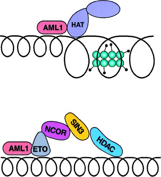 Fig. 3. AML-ETO fusion protein. (A) depicts the association of the AML1 transcriptional activator with a coactivator complex; (B) indicates the binding of a corepressor to the AML-ETO fusion protein.