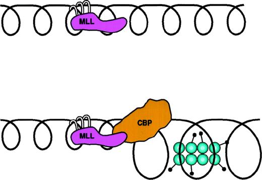 Fig. 4. MLL-CBP. One of several models for MLL-CBP function. (A) MLL binds to DNA through interactions between its AT hooks and the minor groove of DNA. (B) MLL-CBP alters chromatin structure at MLL-target sites through the action of the histone acetyltransferase domain of CBP.