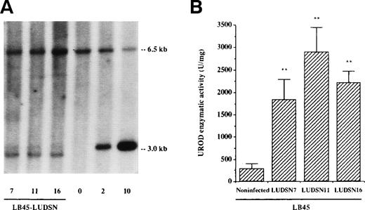 Fig. 1. Identification of the LUDSN provirus and expression of the transgene in HEP LB cells. Cells were infected with LUDSN7, LUDSN11, and LUDSN16 by centrifugation in the retroviral supernatant at 1,000g and selected for 3 weeks with G418 (see Materials and Methods). (A) Provirus integration into the genomic DNA of LB deficient cells (Southern blot analysis). Ten micrograms of genomic DNA extracted from transduced and selected LB45/LUDSN7, LB45/LUDSN11, and LB45/LUDSN16 cell lines was digested with Sac I, blotted, and probed with the 1.2-kb human UROD cDNA. Lane 0, 10 μg of DNA from untransduced LB cells. Lanes 2 and 10 contained plasmid DNA (20 and 100 pg, respectively) mixed with 10 μg of noninfected DNA corresponding to 2 and 10 copies per cell. The 3.0-kb band corresponds to the integrated provirus and the 6.5-kb band corresponds to the endogenous UROD gene. Note that the migration of the 3.0-kb band for LB45 samples were artefactually sligthly different from the control plasmid DNA. (B) UROD activity in transduced and deficient LB45 cell lines. Values are the means ± SD of three to six determinations.** P < .01v noninfected LB45 cells.