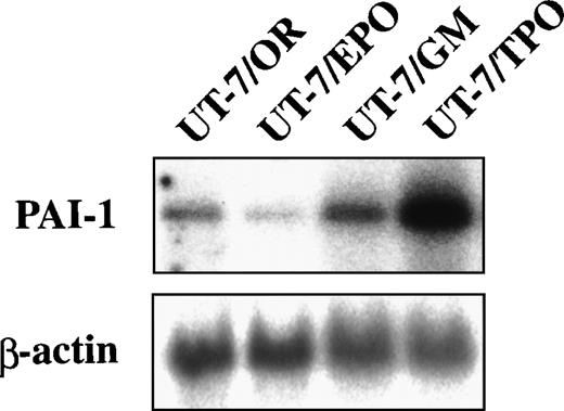 Fig. 1. Expression of PAI-1 mRNAs in UT-7 cell lines. Total cellular RNAs were extracted from UT-7 cell lines (UT-7/OR, UT-7/EPO, UT-7/GM, and UT-7/TPO) and expressions of PAI-1 mRNA were evaluated by RT-PCR (see Materials and Methods). The RT-PCR products were resolved by agarose gel electrophoresis, and the bands were transferred to a membrane and hybridized to 32P-labeled PAI-1 or β-actin cDNA probes.