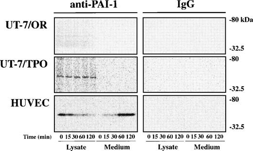 Fig. 2. Pulse-chase analysis of PAI-1 in UT-7/OR, UT-7/TPO, and HUVEC. UT-7/OR, UT-7/TPO, and HUVEC were incubated for 60 minutes in methionine-free medium and then pulse labeled with35S-methionine for 15 minutes, followed by a chase with excess of unlabeled methionine for the indicated period. Cells and media were harvested at appropriate intervals, and PAI-1 was immunoprecipitated from each sample with mouse antihuman PAI-1 MoAb (JTI-3 and JTI-4) or normal mouse IgG. Subsequently, they were subjected to SDS-polyacrylamide gel electrophoresis (10% separating gels) and autoradiography.