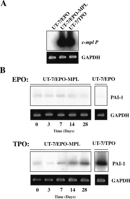 Fig. 3. Effect of TPO on the expression of PAI-1 mRNA in UT-7/EPO transfected with c-Mpl (UT-7/EPO-MPL). (A) Total cellular RNAs extracted from UT-7/EPO, UT-7/EPO transfected with c-Mpl (UT-7/EPO-MPL), and UT-7/TPO were RT and amplified by PCR. The RT-PCR products were resolved by agarose gel electrophoresis, and the bands were transferred to a membrane and hybridized to32P-labeled c-mpl P cDNA probes. (B) UT-7/EPO-MPL cells were cultured in the presence of 1 U/mL EPO or 10 ng/mL TPO. The cells were harvested at the indicated time points (0 to 28 days) and subjected to RT-PCR analysis for PAI-1 and GAPDH mRNA expression. PAI-1 RT-PCR products were analyzed on 2% agarose gels and transferred to membranes and hybridized to 32P-labeled PAI-1 cDNA probes.