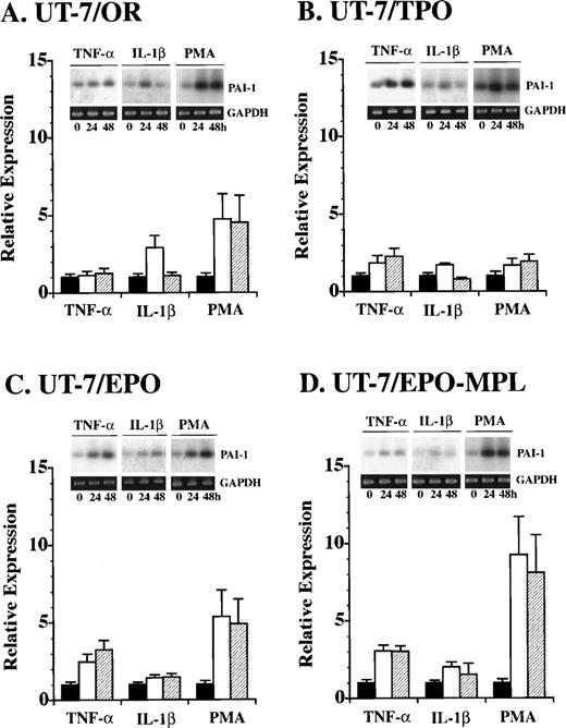 Fig. 4. Effect of TNF-, IL-1β, and PMA on the expression of PAI-1 mRNA in UT-7 cell lines. At the initiation of (A) UT-7/OR, (B) UT-7/TPO, (C) UT-7/EPO, and (D) UT-7/EPO-MPL culture, any one of 10 ng/mL TNF-, 10 ng/mL IL-1β, and 10 nmole/mL PMA was added to the culture. The cells were harvested at the indicated times (0, 24, and 48 hours) and examined by RT-PCR followed by Southern blot analysis. Each value (mean ± SD, n = 3) shows the ratio of PAI-1 expression after 24 and 48 hours of culture versus the respective control (0 hour) expression.