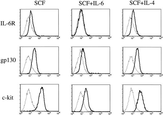 Fig. 7. Expressions of IL-6 receptor, gp130, and c-kit on cultured mast cells grown by SCF. Expressions of IL-6R, gp130, and c-kit on 10-week mast cells exposed to SCF, SCF+IL-6, or SCF+IL-4 for 2 weeks were analyzed by flow cytometry according to the procedure described in Materials and Methods. (—) Labeled with FITC-conjugated anti–IL-6R MoAb, anti-gp130 MoAb followed by FITC-conjugated GAM, or PE-conjugated anti–c-kit MoAb. (···) Labeled with FITC-conjugated mouse IgG, mouse IgG followed by FITC-conjugated GAM, or PE-conjugated mouse IgG. SCF, 100 ng/mL; IL-6, 50 ng/mL; IL-4, 20 ng/mL.