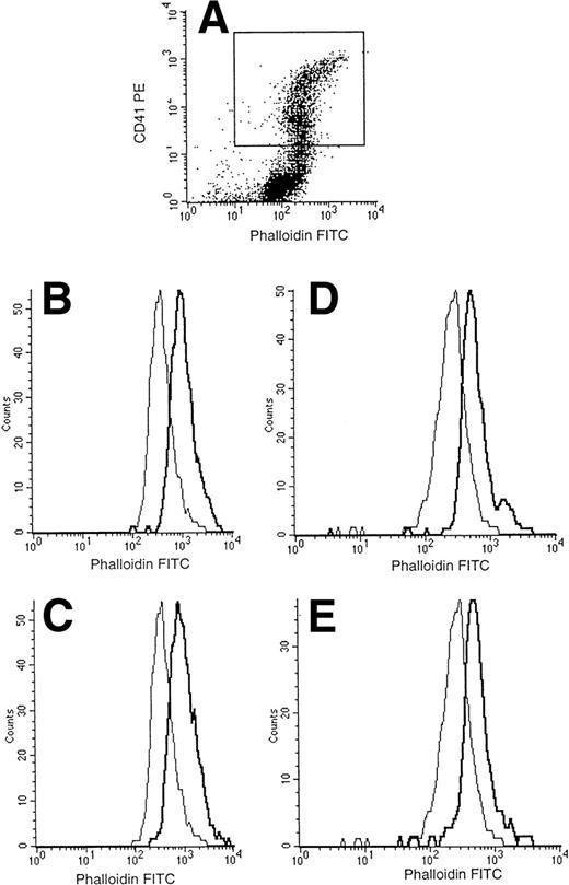 Fig. 7. Normal actin polymerization of WAS MKs after stimulation by SDF-1 and thrombin. After 7 to 13 days, cultured cells were resuspended and stimulated with thrombin (0.1 IU/mL) or SDF-1 (300 ng/mL) for 30 seconds with shaking at 37°C. Cells were then fixed, permeabilized, and incubated with PE-labeled anti-CD41a and FITC-labeled phalloidin. Cell samples were analyzed on a FacSort (Becton Dickinson). MKs were selected by gating the CD41+cells (A). Analysis of FITC intensity on CD41+ cells showed that the baseline content of F-actin and the increase of actin polymerization after stimulation of MKs by SDF-1 (B and D) and thrombin (C and E) were the same in normal MKs (B and C) and in WAS MKs (D and E).