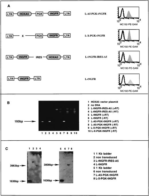Fig. 1. Characterization of retroviral vectors. (A) Schematic diagram of HOXA5 and control vectors with FACS analysis of tNGFR expression (MC192-PE-GAM fluorescence) in corresponding PG13 vector-producing clones. (B) Ethidium bromide gel showing products of reverse PCR from RNA extracted from vector producing PG13 clones (lanes 3 through 10). The 193-bp HOXA5product is detected in lane 1 (a positive control using vector plasmid) and lanes 3 and 4, showing that HOXA5 expression is present in PG13 clones containing HOXA5 vectors and not in PG13 clones with control vectors. (+/−RT, reverse transcriptase added/not added). (C) Southern blot analyses of 293A cells transduced with vectors shown, after digestion of DNA with EcoR5, which cuts at points 3′ and 5′ to the HOXA5 cDNA, and probing with HOXA5 cDNA.