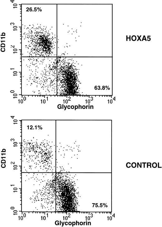Fig. 3. Immunophenotypic analysis of HOXA5 and control cultures initiated with MC192+CD34+ cells. Nonadherent cells from 4-week-old cultures were harvested and incubated with CD11b-PE and glycophorin-FITC to measure myeloid and erythroid differentiation, respectively. HOXA5 transduction increased CD11b and decreased glycophorin expression relative to control transduction. The percentages of cells in the two quadrants are shown.