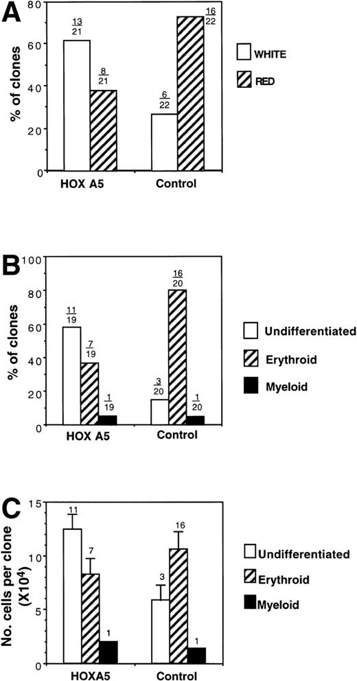 Fig. 8. Analysis of clones derived from single MC192+CD34+ cells after transduction withHOXA5 or control vectors. (A) Percentage of clones scored as red (hemoglobinized) or white (nonhemoglobinized) by direct visualization. Over each bar is shown the actual number of clones of each color over the total analyzed. (B) The percentage of clones scored by morphology as undifferentiated, erythroid, or myeloid. (C) Cell proliferation of clones according to cell morphology. The number of clones analyzed is shown over each bar.