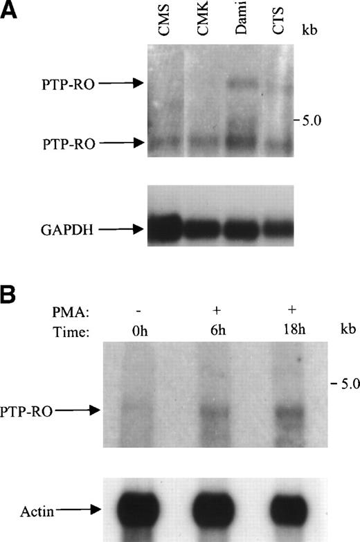 Fig. 1. Expression of PTP-RO mRNA in megakaryocytic cell lines. 6 μg of Poly(A+) mRNA extracted from the indicated human megakaryocytic cell lines (A) and 100 nmol/L PMA-treated (6 and 18 hours) CMK cells (B) were electrophoresed in a denatured 1% agarose-formaldehyde gel and transferred to nylon membranes. Hybridization was performed with a 32P-labeled PTP-RO probe (upper panel), followed by hybridization with a 32P-labeled GAPDH probe or actin probe (lower panel). The positions of PTP-RO, GAPDH, and actin mRNAs are indicated.