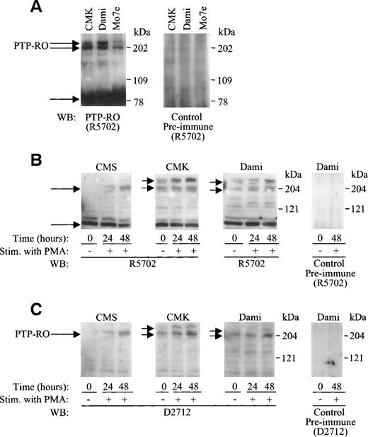 Fig. 2. Upregulation of PTP-RO protein expression in megakaryocytic cell lines. (A) Total cell lysates containing equal amounts of protein (100 μg) from CTS, CMK, Dami, and Mo7e cells were separated on 7.5% SDS-PAGE. Immunoblotting was performed using anti–PTP-RO antibodies (R5702; 7 μg/mL) or control preimmune antibody (7 μg/mL). (B and C) CMS, CMK, and Dami cells were cultured in RPMI-1640 or DMEM medium (referred to in Materials and Methods) containing 10% FCS in the presence of 100 nmol/L PMA at a concentration of 106 cells/mL. After culture for 0, 24, and 48 hours, cells were collected and lysed with the RIPA buffer. One hundred micrograms of protein from clarified cell lysates were analyzed by 4% to 12% SDS-PAGE followed by Western blotting using two anti–PTP-RO antibodies R5702 (7 μg/mL; B) and D2712 (8 μg/mL; C) as well as control preimmune antibodies (8 μg/mL). The positions of migration of full-length PTP-RO and putative proteolytic PTP-RO are indicated.