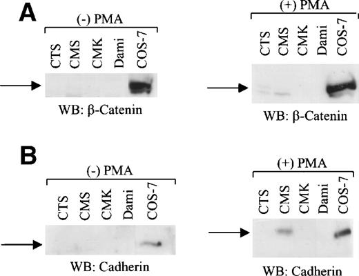 Fig. 3. A hematopoietic stem cell line and megakaryocytic cell lines do not express β-catenin and cadherin. Western blot analysis of total cell lysates (100 μg protein per lane) from CTS, CMS, CMK, and Dami cells untreated or PMA (100 nmol/L)-treated for 48 hours was performed using anti–β-catenin antibody (1 μg/mL; A) and anticadherin (1 μg/mL) antibody (B). COS-7 cells were used as a positive control. The positions of migration of β-catenin and cadherin are shown.
