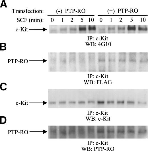 Fig. 5. In vivo association of c-Kit and PTP-RO in transfected COS-7 cells. COS-7 cells were cotransfected with c-Kit and PTP-RO cDNAs or c-Kit cDNA and control vector together with pcDNA3.1(−)/Myc-His/LacZ. Cells were starved with DMEM containing 0.5% FCS for 15 hours, followed by serum-free DMEM for 4 hours. SCF stimulation (500 ng/mL) was performed for the indicated time points and then cells were lysed with the modified RIPA buffer. After measuring β-galactosidase activity, clarified total cell lysates containing equal amounts of c-Kit were immunoprecipitated with anti–c-Kit antiserum (10 μL; Amgen). The precipitates were immunoblotted with the 4G10 antibody (1:3,000; A), anti-Flag antibody (2 μg/mL; Zymed; B), anti–c-Kit antibody (1 μg/mL; Santa Cruz; C), or anti–PTP-RO antibodies (D).