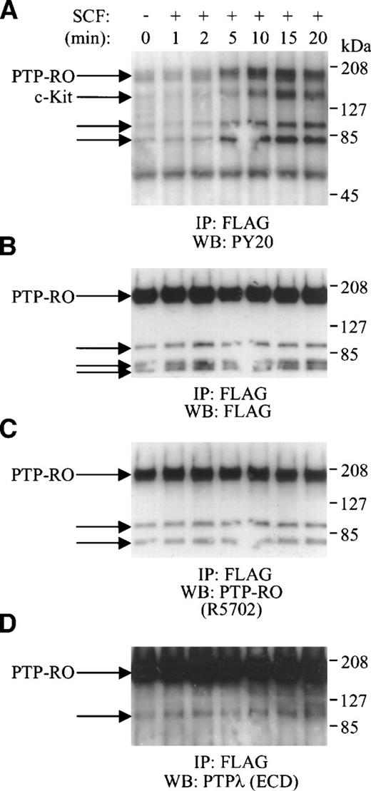 Fig. 6. SCF-induced tyrosine phosphorylation of PTP-RO in COS-7 cells transfected with c-Kit and PTP-RO cDNAs. Serum-starved COS-7 cells expressing exogenous c-Kit and PTP-RO-cFlag were incubated with 500 ng/mL SCF for the indicated times. Cells were lysed with the modified RIPA buffer and immunoprecipitated with 5 μg of anti-Flag antibody (Zymed). The immunoprecipitates were used for Western blotting using the antiphosphotyrosine antibody, PY20 (1:800; A). The immunoblot was stripped and reprobed with anti-Flag antibody (M2; 1:2,000; B), anti–PTP-RO antibodies (R5702; 7 μg/mL; C), and anti-PTPλ antibodies (D), sequentially.