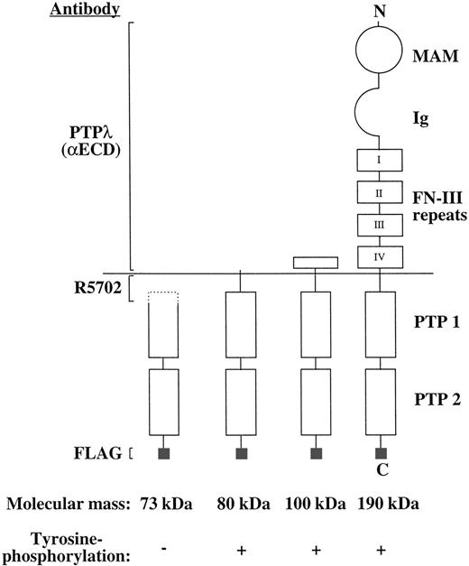 Fig. 7. Schematic presentation of the full-length and proteolytic forms of PTP-RO in COS-7 cells. MAM, MAM domain; Ig, Ig domain; PTP 1 and 2, protein tyrosine phosphatase domains 1 and 2, respectively; N, N-terminus; C, C-terminus.