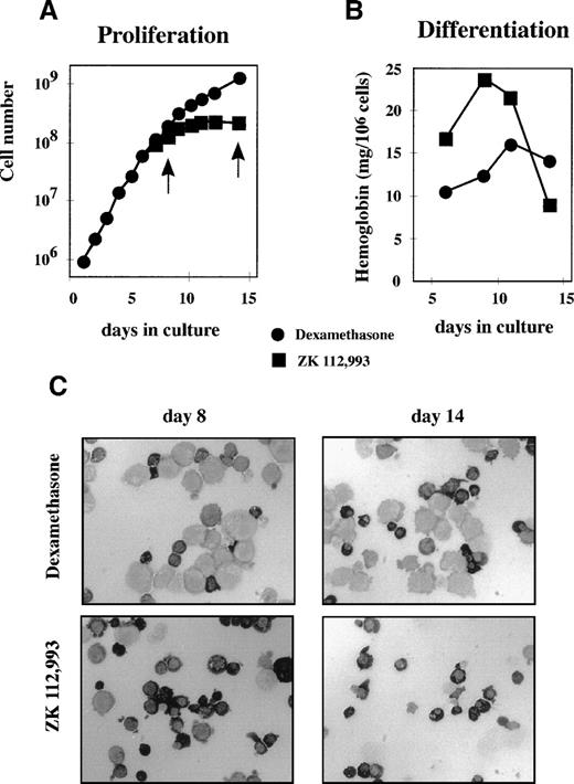 Fig. 4. Dex supports proliferation and inhibits differentiation. Cells from a culture of neonatal cord blood cells were washed 5 days after seeding and aliquots exposed to medium plus Epo, SCF, and Dex (•) or Epo, SCF, and the GR-antagonist ZK 112,993 (▪). (A) Proliferation was monitored by calculating cumulative cell numbers. (B) Hemoglobin accumulation was determined at the days indicated and plotted as milligrams of hemoglobin per 106 cells. (C) At the days indicated by arrows in (A), cell samples from cultures containing Dex (upper panels) or ZK 112,993 (lower panels) were cytocentrifuged onto slides and stained cytochemically with a specific stain for hemoglobin. Well-hemoglobinized cells show a dark to black cytoplasm.