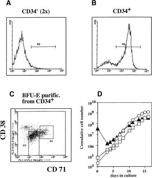 Fig. 6. Erythroid progenitors can be grown from CD34+ and CD34− cell fractions. Mononuclear bone marrow cells were fractionated into CD34− and CD34+ fractions using Minimacs columns. The CD34− fraction was repurified using the same columns (A and B). Cells were stained for CD34 to verify the purity of the CD34− and CD34+ fraction by FACS. The CD34+ cells were costained with CD71 (horizontal axis) and CD38 (vertical axis; C). Only CD34+ cells were gated (A and B; gate R2). Fractions highly enriched for BFU-E (C; R4, high CD71, medium CD38) or immature blast cells (C; R3; medium-low CD71, medium-low CD38) were purified by sorting. CD34− cells (▴), the sorted BFU-E progenitors (○), and the sorted immature blast cells (□) were cultured in CFU-E medium supplemented with Epo, SCF, IGF-I, and Dex. Cumulative cell numbers were calculated (D).