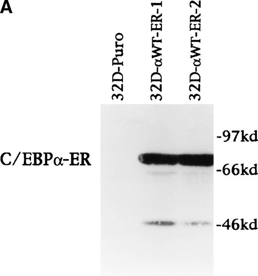 Fig. 1. C/EBP induces terminal differentiation of 32D cl3 myeloblasts in IL-3. (A) Total cellular protein extracts derived from a 32D cl3 subclone transduced with a control retrovirus (32D-Puro) and from two 32D cl3 subclones transduced with a retrovirus expressing C/EBPWT-ER (32D-WT-ER-1 and 32D-WT-ER-2) were subjected to Western blotting using an antisera specific for C/EBP. The location of C/EBPWT-ER is indicated. (B) 32D-WT-ER-1 cells in IL-3 were exposed to 1 μmol/L estradiol. Cytospins were prepared before estradiol addition (E0) and 1, 2, and 3 days later (E1, E2, and E3) and were subjected to Wright’s-Giemsa staining. (C) 32D-Puro and 32D-WT-ER-1 cells in IL-3 were exposed to estradiol. For each culture, total cellular RNA was prepared after 0, 1, 2, 3, or 4 days in estradiol. These RNAs were then subjected to Northern blotting for MPO, G-CSF receptor (GCSFR), and 18S RNAs. (D) 32D-WT-ER-2 cells in IL-3 were exposed to estradiol, and total cellular RNA was prepared after 0 hours, 4 hours, 8 hours, 1 day, 2 days, 3 days, or 4 days in estradiol. These RNAs were then subjected to Northern blotting for MPO, lactoferrin (LF), or 18S RNAs.