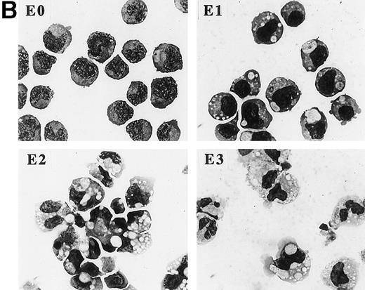 Fig. 1. C/EBP induces terminal differentiation of 32D cl3 myeloblasts in IL-3. (A) Total cellular protein extracts derived from a 32D cl3 subclone transduced with a control retrovirus (32D-Puro) and from two 32D cl3 subclones transduced with a retrovirus expressing C/EBPWT-ER (32D-WT-ER-1 and 32D-WT-ER-2) were subjected to Western blotting using an antisera specific for C/EBP. The location of C/EBPWT-ER is indicated. (B) 32D-WT-ER-1 cells in IL-3 were exposed to 1 μmol/L estradiol. Cytospins were prepared before estradiol addition (E0) and 1, 2, and 3 days later (E1, E2, and E3) and were subjected to Wright’s-Giemsa staining. (C) 32D-Puro and 32D-WT-ER-1 cells in IL-3 were exposed to estradiol. For each culture, total cellular RNA was prepared after 0, 1, 2, 3, or 4 days in estradiol. These RNAs were then subjected to Northern blotting for MPO, G-CSF receptor (GCSFR), and 18S RNAs. (D) 32D-WT-ER-2 cells in IL-3 were exposed to estradiol, and total cellular RNA was prepared after 0 hours, 4 hours, 8 hours, 1 day, 2 days, 3 days, or 4 days in estradiol. These RNAs were then subjected to Northern blotting for MPO, lactoferrin (LF), or 18S RNAs.