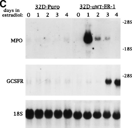 Fig. 1. C/EBP induces terminal differentiation of 32D cl3 myeloblasts in IL-3. (A) Total cellular protein extracts derived from a 32D cl3 subclone transduced with a control retrovirus (32D-Puro) and from two 32D cl3 subclones transduced with a retrovirus expressing C/EBPWT-ER (32D-WT-ER-1 and 32D-WT-ER-2) were subjected to Western blotting using an antisera specific for C/EBP. The location of C/EBPWT-ER is indicated. (B) 32D-WT-ER-1 cells in IL-3 were exposed to 1 μmol/L estradiol. Cytospins were prepared before estradiol addition (E0) and 1, 2, and 3 days later (E1, E2, and E3) and were subjected to Wright’s-Giemsa staining. (C) 32D-Puro and 32D-WT-ER-1 cells in IL-3 were exposed to estradiol. For each culture, total cellular RNA was prepared after 0, 1, 2, 3, or 4 days in estradiol. These RNAs were then subjected to Northern blotting for MPO, G-CSF receptor (GCSFR), and 18S RNAs. (D) 32D-WT-ER-2 cells in IL-3 were exposed to estradiol, and total cellular RNA was prepared after 0 hours, 4 hours, 8 hours, 1 day, 2 days, 3 days, or 4 days in estradiol. These RNAs were then subjected to Northern blotting for MPO, lactoferrin (LF), or 18S RNAs.