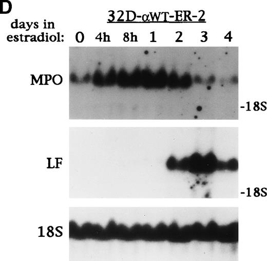 Fig. 1. C/EBP induces terminal differentiation of 32D cl3 myeloblasts in IL-3. (A) Total cellular protein extracts derived from a 32D cl3 subclone transduced with a control retrovirus (32D-Puro) and from two 32D cl3 subclones transduced with a retrovirus expressing C/EBPWT-ER (32D-WT-ER-1 and 32D-WT-ER-2) were subjected to Western blotting using an antisera specific for C/EBP. The location of C/EBPWT-ER is indicated. (B) 32D-WT-ER-1 cells in IL-3 were exposed to 1 μmol/L estradiol. Cytospins were prepared before estradiol addition (E0) and 1, 2, and 3 days later (E1, E2, and E3) and were subjected to Wright’s-Giemsa staining. (C) 32D-Puro and 32D-WT-ER-1 cells in IL-3 were exposed to estradiol. For each culture, total cellular RNA was prepared after 0, 1, 2, 3, or 4 days in estradiol. These RNAs were then subjected to Northern blotting for MPO, G-CSF receptor (GCSFR), and 18S RNAs. (D) 32D-WT-ER-2 cells in IL-3 were exposed to estradiol, and total cellular RNA was prepared after 0 hours, 4 hours, 8 hours, 1 day, 2 days, 3 days, or 4 days in estradiol. These RNAs were then subjected to Northern blotting for MPO, lactoferrin (LF), or 18S RNAs.