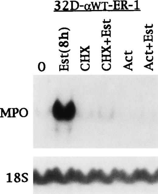 Fig. 2. Induction of MPO RNA by C/EBP requires new protein and RNA synthesis. 32D-WT-ER-1 cells in IL-3 were exposed to estradiol for 0 or 8 hours. A third culture was exposed to cycloheximide (CHX) for 8 hours. A fourth culture was exposed to CHX for 30 minutes and then to CHX with estradiol for 8 hours. A fifth culture was exposed to Actinomycin D (Act) for 8 hours. A sixth culture was exposed to Act for 30 minutes and then to Act with estradiol for 8 hours. Total cellular RNAs prepared from each culture were then subjected to Northern blotting for MPO and 18S RNAs.