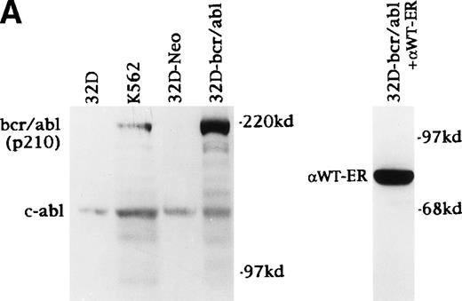 Fig. 4. C/EBP slows the proliferation of 32D cl3 myeloblasts that cannot differentiate due to the expression of bcr-ablp210 and of Ba/F3 lymphoid cells. (A) Total cellular proteins were prepared from 32D cl3 cells (32D), from a cell line known to express bcr-ablp210 (K562), from a pool of 32D cl3 cells transduced with a control retrovirus (32D-Neo), and from a pool of 32D cl3 cells transduced with a retrovirus expressing bcr-ablp210 and G418 resistance (32D-bcr/abl). These extracts were then subjected to Western blotting with a c-abl antisera (left panel). The locations of c-abl and bcr-ablp210 are indicated. A G418-resistant subclone was derived the 32D-bcr/abl pool by limiting dilution and was shown to express a similar level of bcr-ablp210 (not shown). This line was then transduced with the pBabePuro-C/EBPWT-ER retroviral vector. A subclone resistant to G418 and puromycin was selected. A total cellular protein extract derived from this line was subjected to Western blotting for C/EBP (right panel). (B) Total cellular RNAs were prepared from 32D-Neo and 32D-bcr/abl cells in IL-3 or after 0, 1, 2, 3, or 4 days in G-CSF. RNA samples were also prepared from 32D-bcr/abl cells cultured in G-CSF for 6, 8, or 10 days. These RNAs were then subjected to Northern blotting for MPO, GCSFR, and 18S RNAs. (C) 32D-bcr/abl, 32D-bcr/abl-WT-ER, Ba/F3(G), and Ba/F3(G)-WTER cells in IL-3 were cultured in the absence or presence of estradiol. Ba/F3(G) cells are a derivative of Ba/F3 cells which express the G-CSFR. Ba/F3(G)-WTER cells express C/EBPWT-ER in addition. Cell counts were enumerated daily with a hemocytometer and Trypan Blue Dye. Results shown are the mean of three determinations. SEs were less than 10% of each mean.